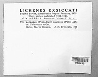 Protoparmeliopsis muralis image
